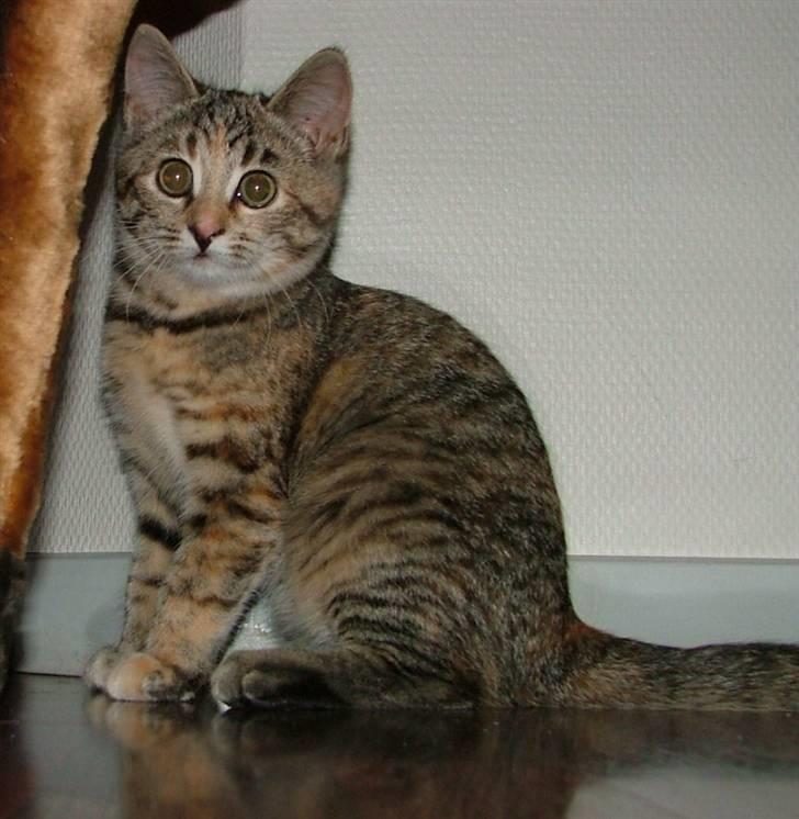 Huskat Lady billede 16