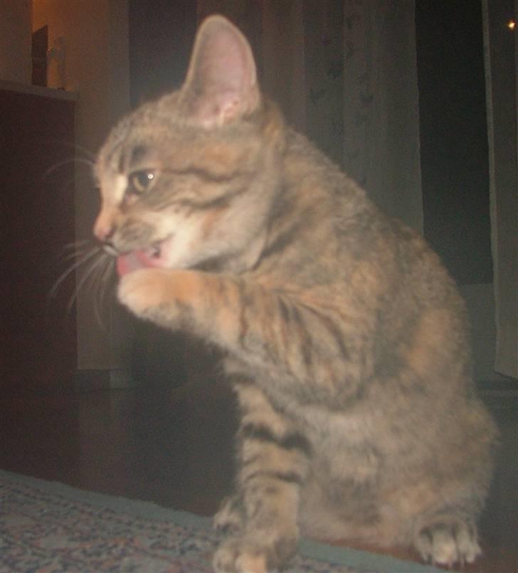 Huskat Lady billede 17