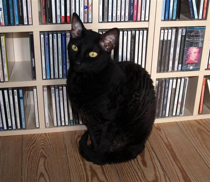 Cornish Rex Ebonny  billede 6