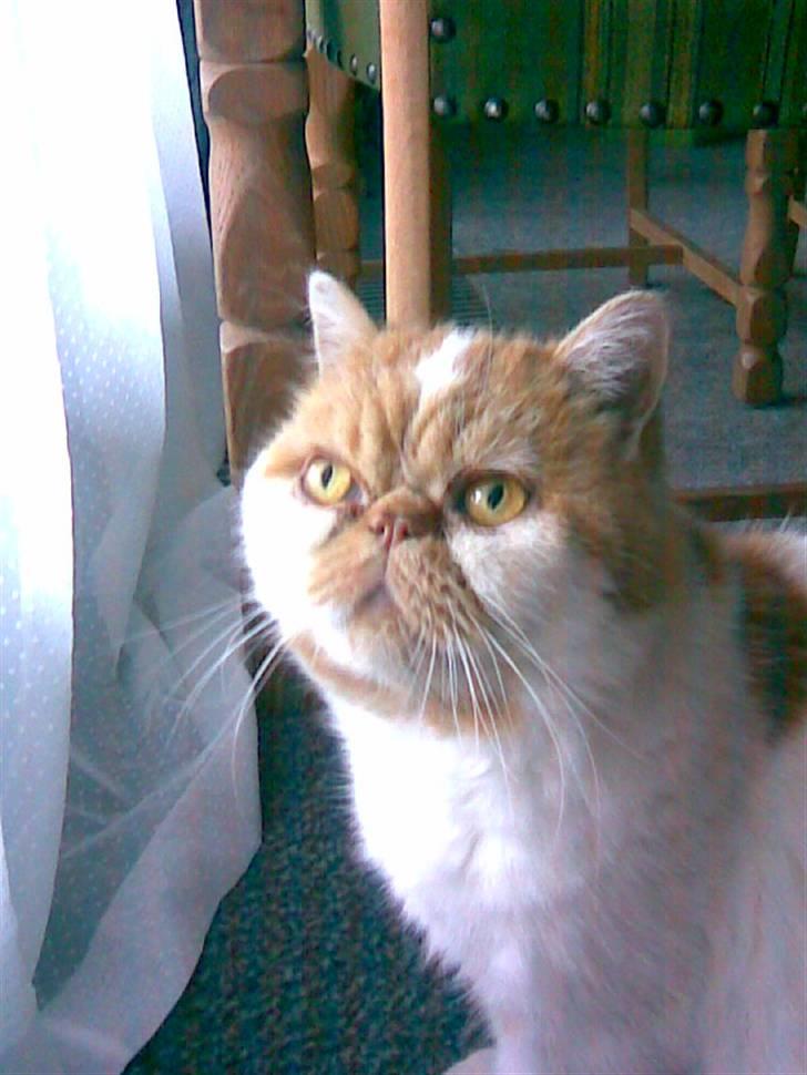 Exotic Bamse - Kan hun ikke snart åbne den dør? :-) billede 1