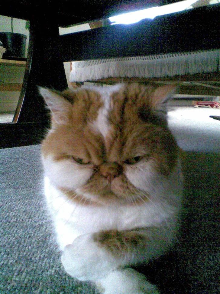 Exotic Bamse - Jeg gider ikke alt det fotografering... billede 2