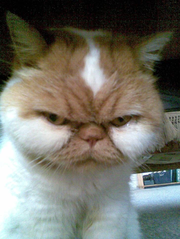 Exotic Bamse - Sur igen... billede 3