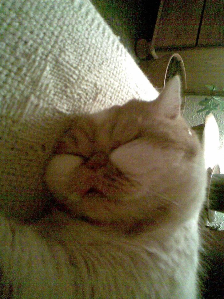 Exotic Bamse - Ja. Jeg er sød når jeg sover, ikk? :o) billede 4