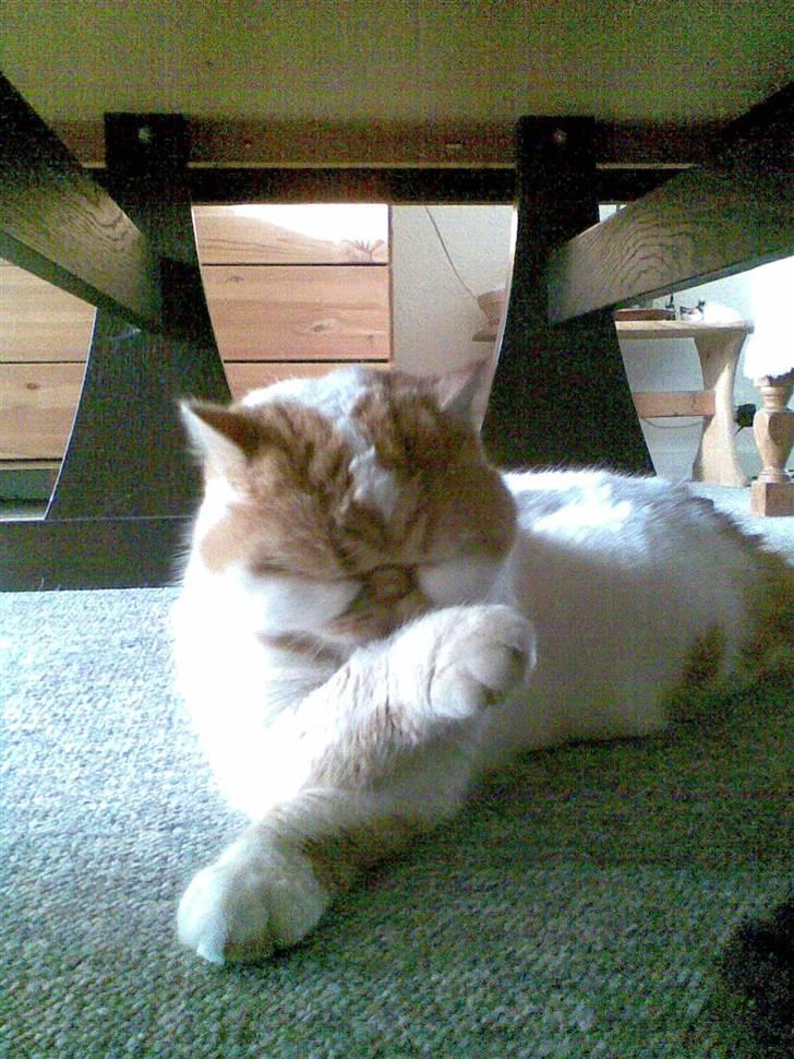 Exotic Bamse billede 5