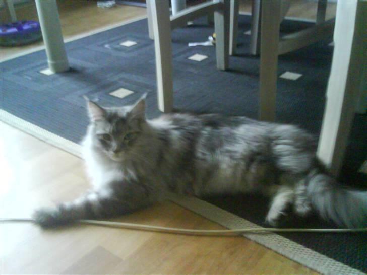 Maine Coon Emil billede 1