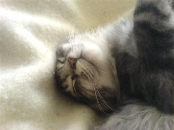 Maine Coon Emil - Zzzzzzzz billede 2