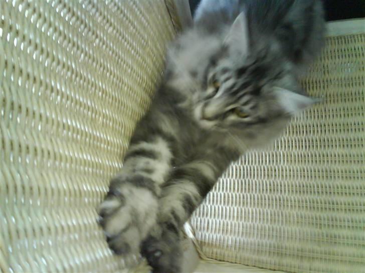 Maine Coon Emil - Har fuldstændig styr på min motorik billede 3