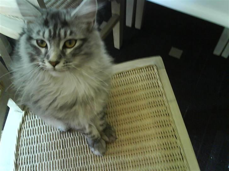 Maine Coon Emil billede 4