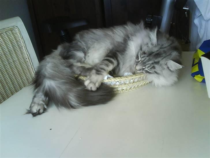 Maine Coon Emil - Ønsker mig en større brødkurv i julegave- er vist vokset en smugle.... billede 5