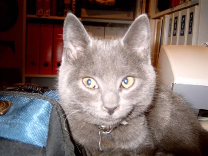 Blanding af racer Mitzie billede 1