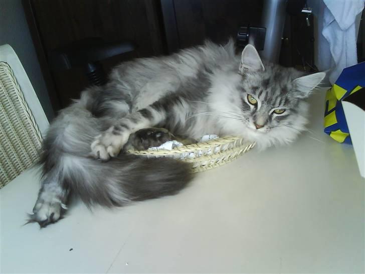 Maine Coon Emil - gaab- synes lige jeg hørte en lyd - måske noget som skal undersøges nærmere? billede 6