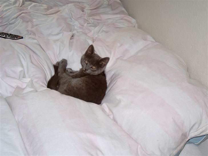 Blanding af racer Mitzie billede 2