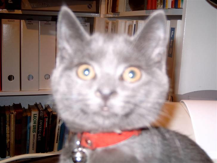 Blanding af racer Mitzie billede 3