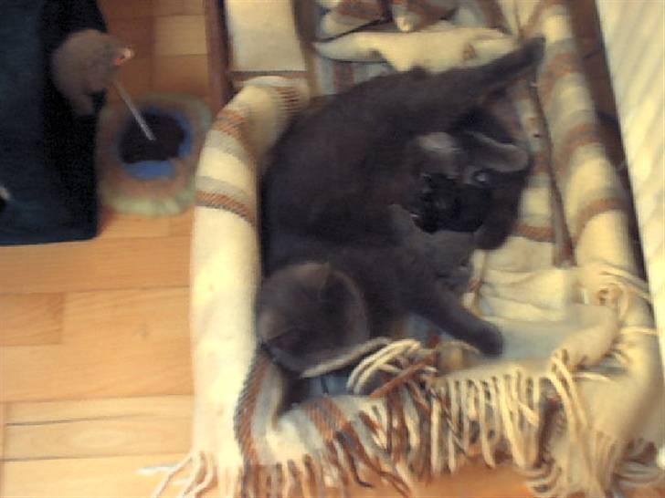 Blanding af racer Mitzie - Et lidt dårligt billede af hende med hendes 3 killinger sommeren 2005 billede 4