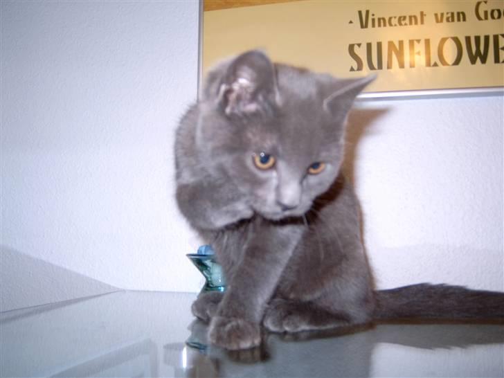 Blanding af racer Mitzie billede 5