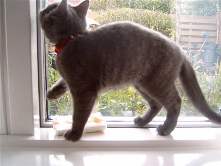 Blanding af racer Mitzie billede 6