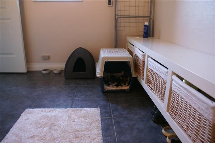 Huskat Ferrari og Andrea billede 6