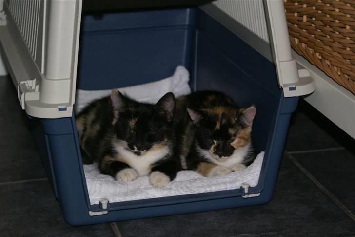 Huskat Ferrari og Andrea billede 7