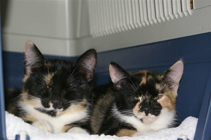 Huskat Ferrari og Andrea billede 8