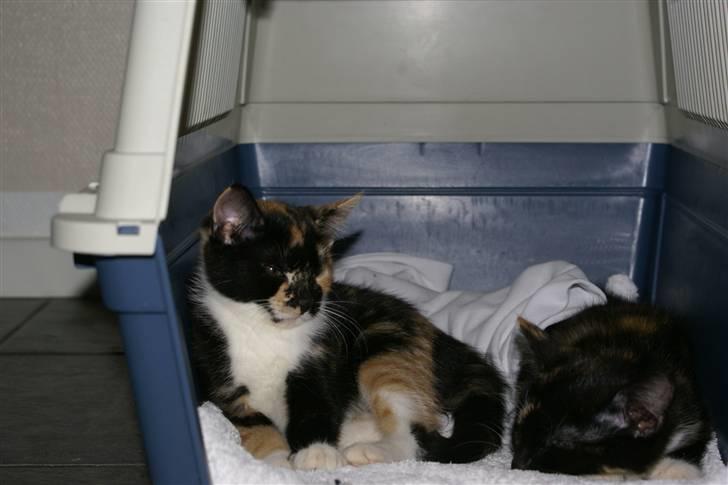 Huskat Ferrari og Andrea billede 9