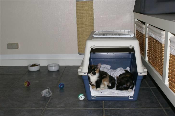 Huskat Ferrari og Andrea billede 10