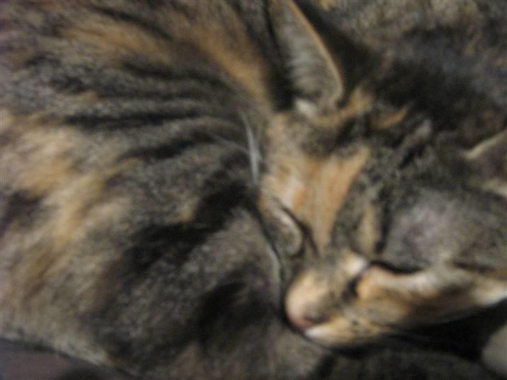 Huskat Snuske - Velkommen til snuskes profil :D skriv gerne en kommetar og hvis du giver hende uden høj så venligst forklar :D billede 1