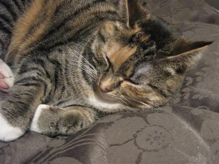 Huskat Snuske - Jeg ved godt jeg er smuk billede 2