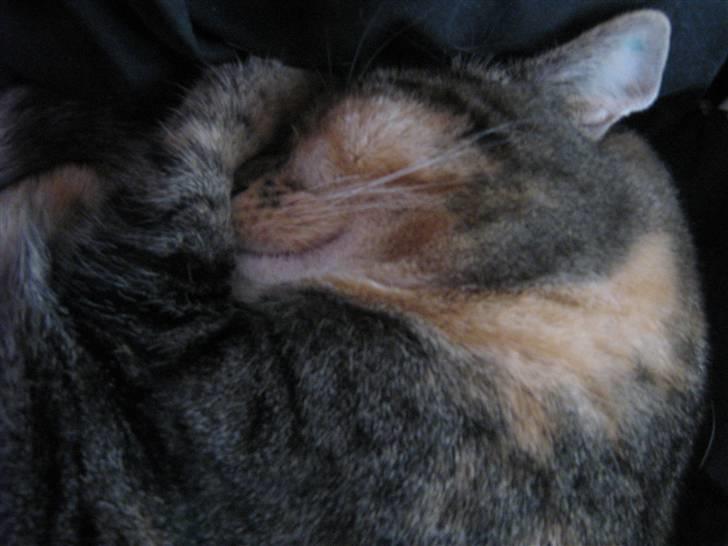 Huskat Snuske - gå med det kamara :D billede 3