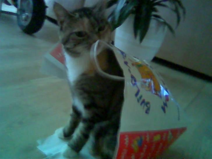 Huskat Snuske - OHH JEAR den her pose er super sjov :D  den skal bare flæææææænses billede 4