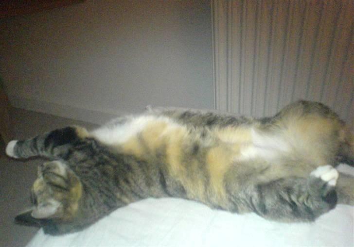 Huskat Snuske - ARRRH ... ja en skøn lur jeg må lige strække mig :D billede 5