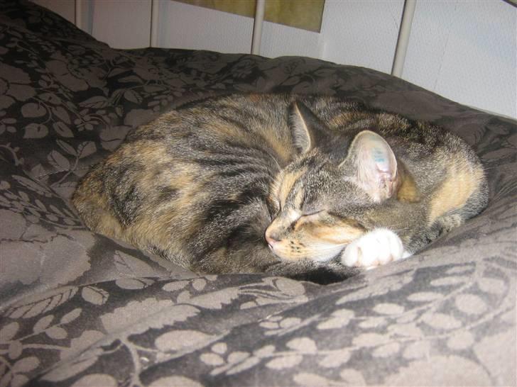 Huskat Snuske - Man skal jo havde sin skønhedsøvn :D billede 6