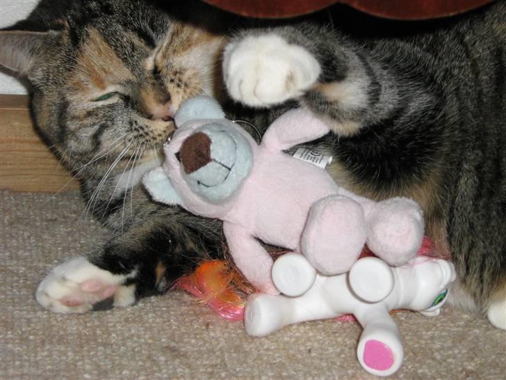 Huskat Snuske - jeg elsker bamser :D billede 7