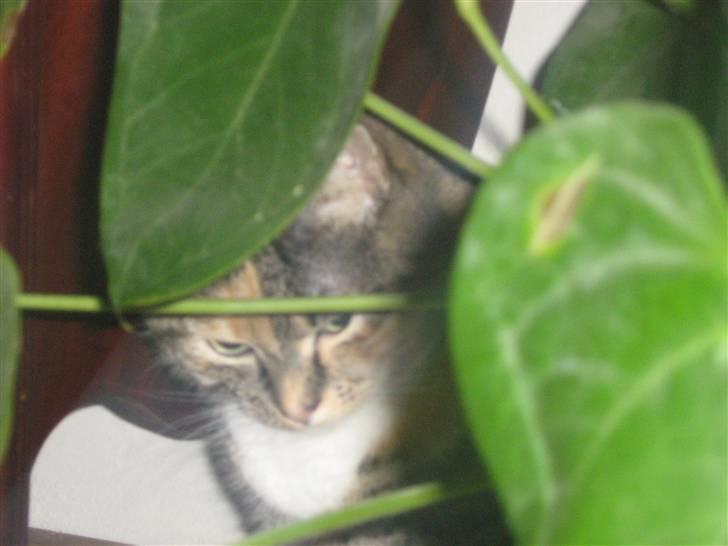 Huskat Snuske - Gemme leg :D billede 8