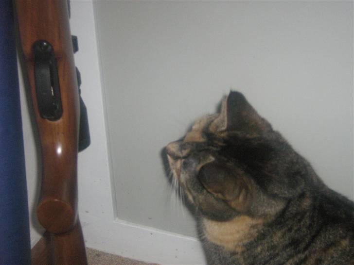 Huskat Snuske - heey måske kan jeg lære at bruge den der skyder .. ? billede 9