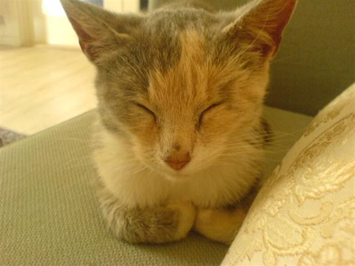 Huskat Tut<3 - Tut <33 billede 1