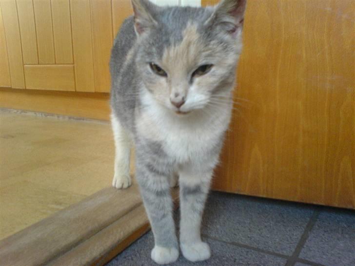 Huskat Tut<3 - Står og kigger.. xD billede 3