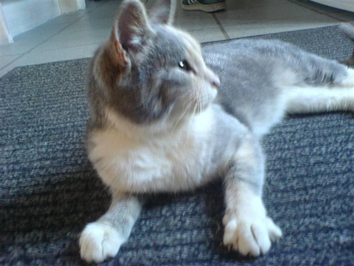 Huskat Tut<3 - Tut der ligger på måtten foran døren :) billede 4