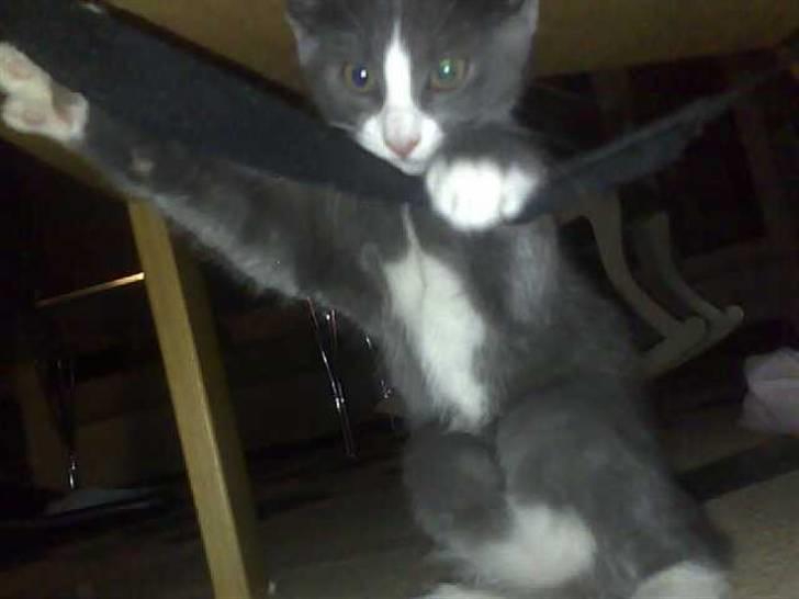 Huskat Liva billede 1