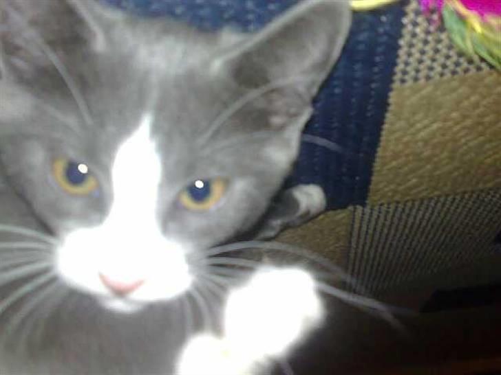 Huskat Liva billede 2