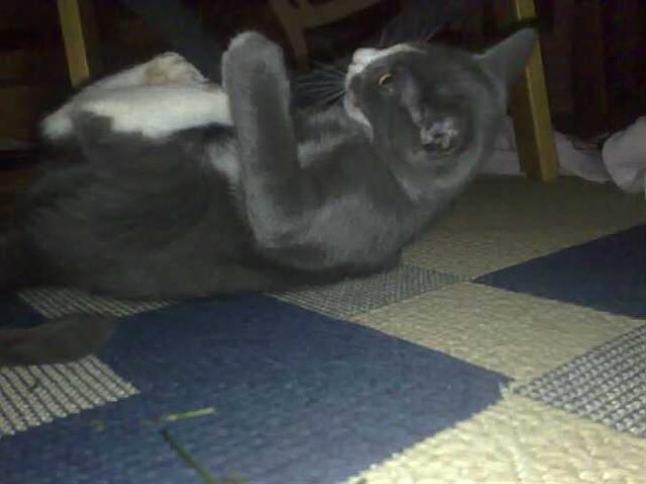 Huskat Liva billede 3