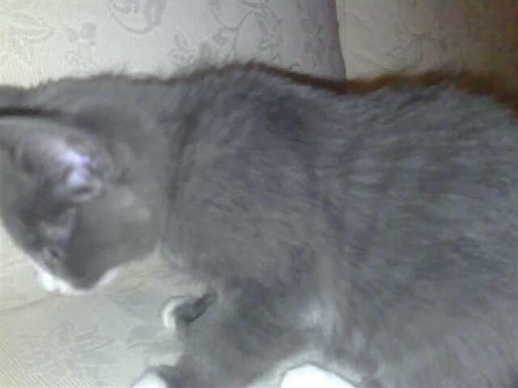 Huskat Liva billede 4