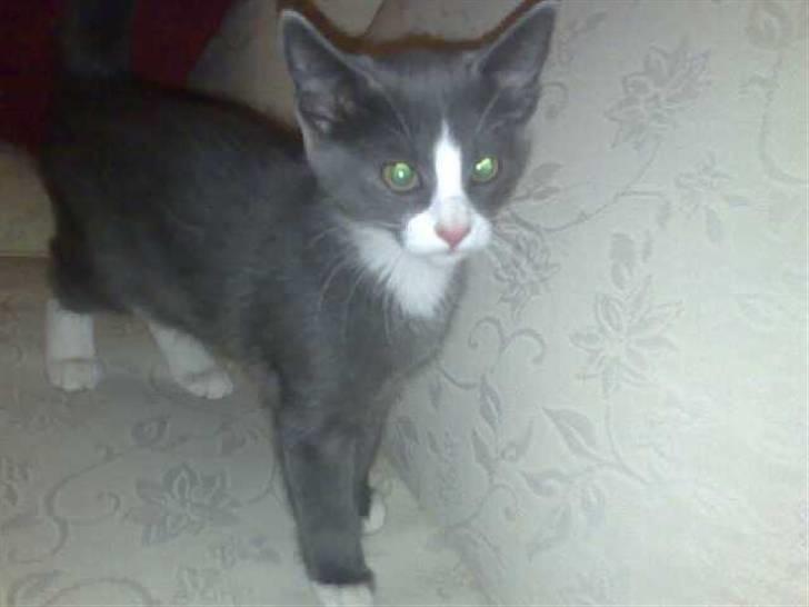 Huskat Liva billede 5