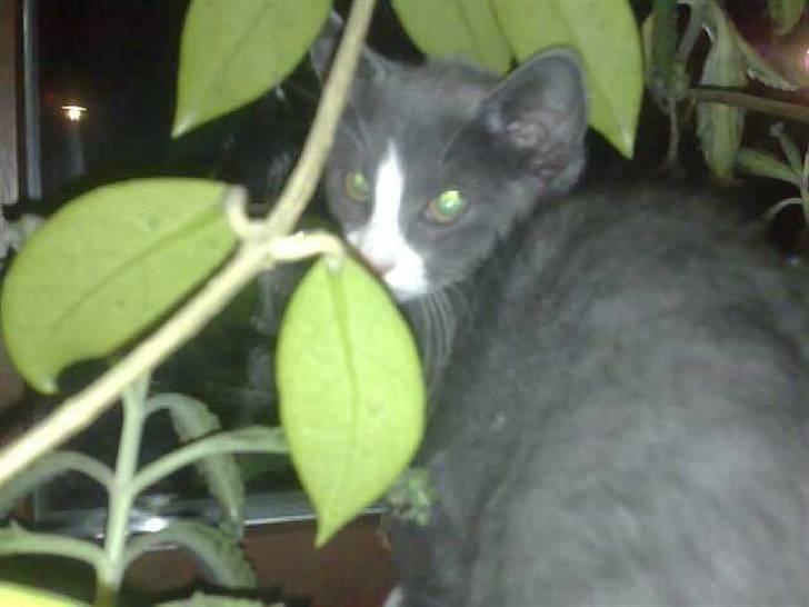 Huskat Liva billede 6