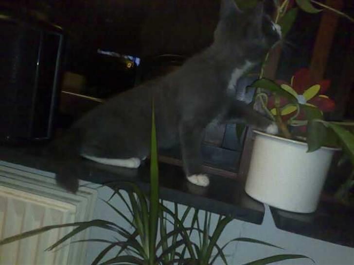 Huskat Liva billede 7