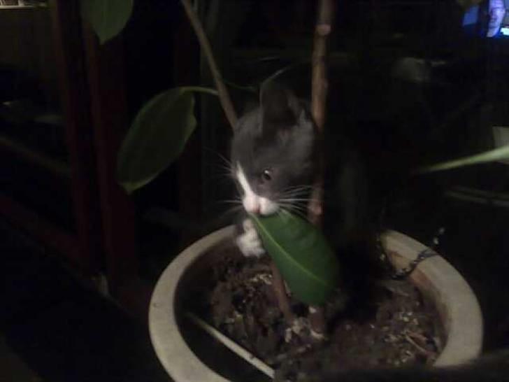 Huskat Liva billede 8