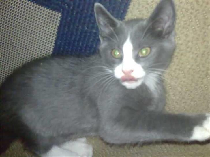 Huskat Liva billede 9