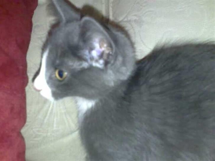 Huskat Liva billede 10