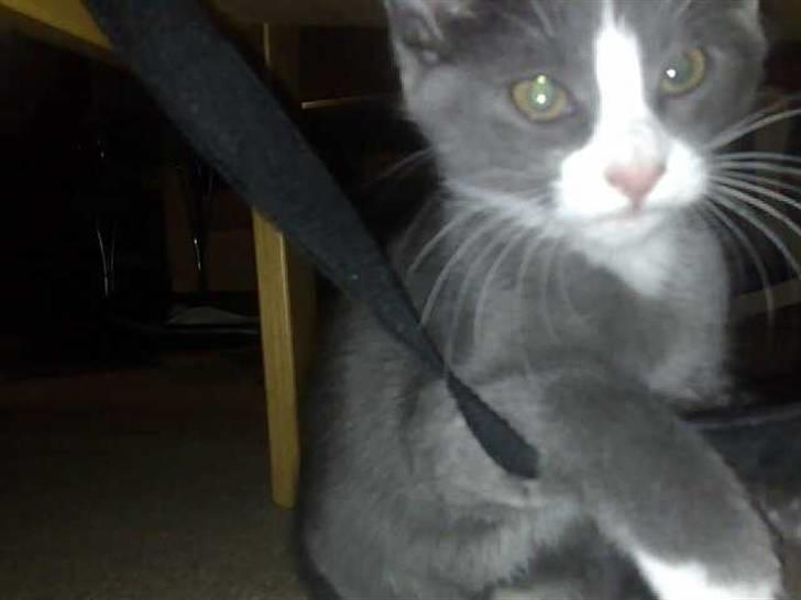 Huskat Liva billede 11