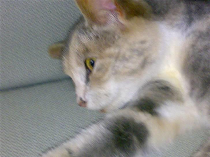 Huskat Tut<3 - Elsker dig! <3 billede 7