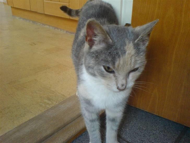 Huskat Tut<3 - <333333333 billede 8